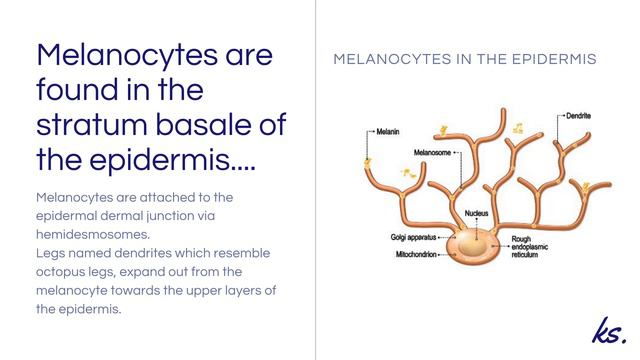 Melanocytes by Kirsten Sheridan. смотреть онлайн