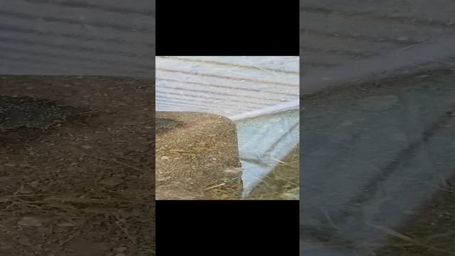 я сделал прудариум ,поставьте лайк пожалуйста.