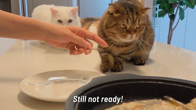 Can I Leave LuLu Alone With Fish? | Kittisaurus