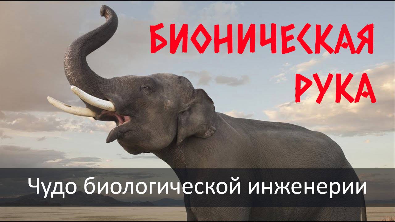 Бионическая рука – чудо биологической инженерии смотреть онлайн