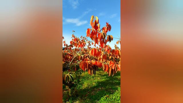 バド・パウエル「クレオパトラの夢」