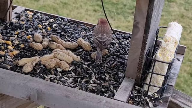 Common Housefinch смотреть онлайн