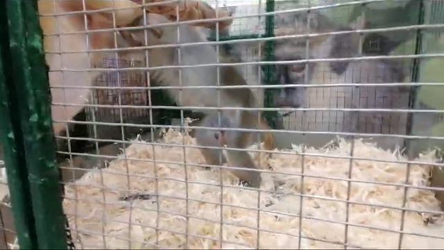 Размножение обезьян🤪.mp4 смотреть онлайн