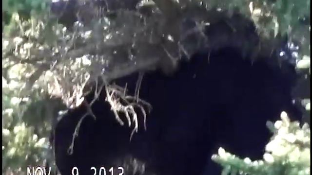 Bear Treed 11/9/13 up on Big Plains above Trucks смотреть онлайн