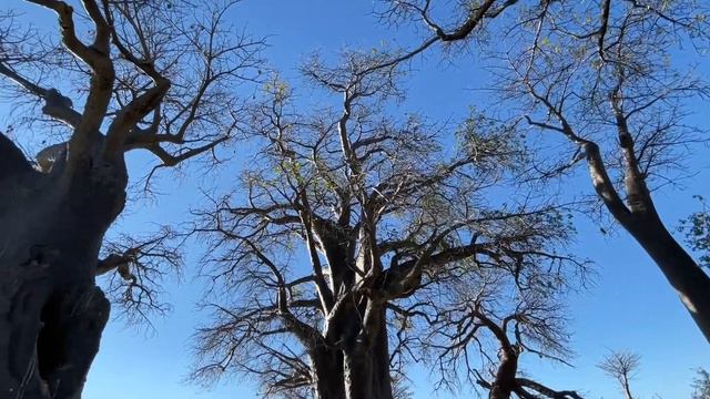 Botswana 2021 Vlog 4 - Xnai Pan, Baine’s Boabab, Kubu eiland, Khama Rhino Sanctuary смотреть онлайн