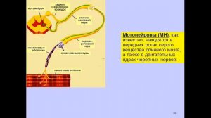 Лекция 4. Мозг_ ацетилхолин и его функции; никотин