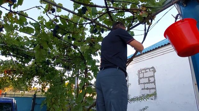 Дом на Юге. Собираем виноград на сок и вино. смотреть онлайн