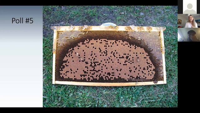 Honey Bee Hygienic Behavior Testing смотреть онлайн