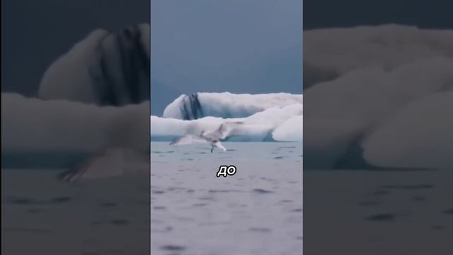 ЮЖНЫЙ ПОЛЮС ХОЛОДА смотреть онлайн