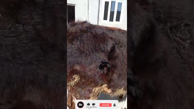 Гуножини зоти Худи хозир Фуруши Баромад Бо Нархи Дастраст 👍 смотреть онлайн