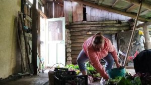 ПРОШВЫРНУЛИСЬ ПО СВЕТОФОРА/УБРАЛИ ГРЯДУ СВЕКЛЫ...