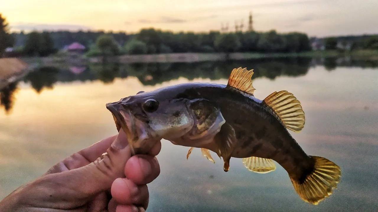 Ловля ротана на кальмара. Спиннинг в деле! Весенняя рыбалка. смотреть онлайн
