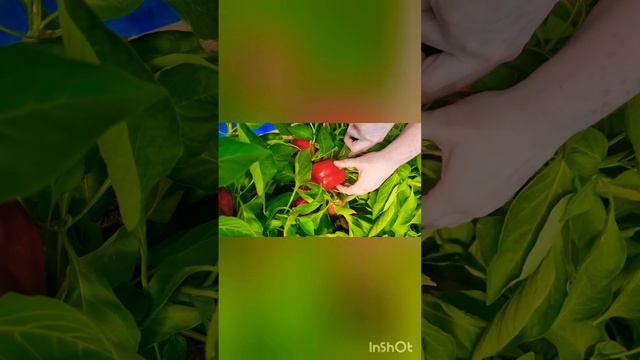 Урожай перца 27 августа 2024 г  Таких гигантов редко увидишь #перец #деревня #дача #лечо