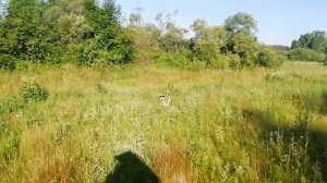 Сибирь сменили болото и рыба есть