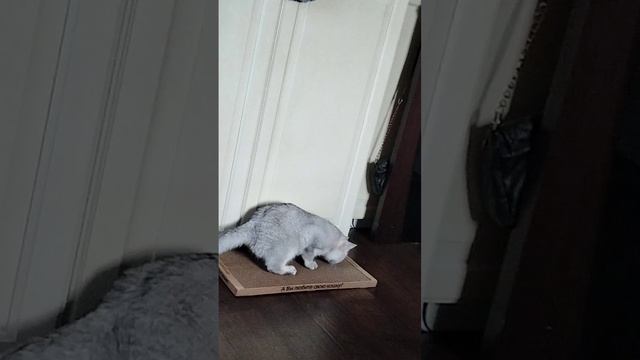 Новые будни британской шиншиллы