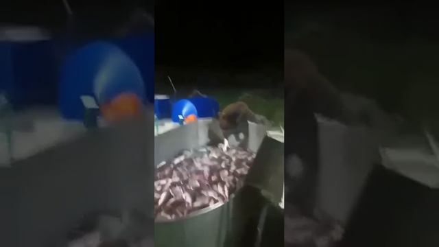 На Камчатке скромный косолапый зашёл к работягам, культурно взял одну рыбку и ушел трапезничать htt смотреть онлайн