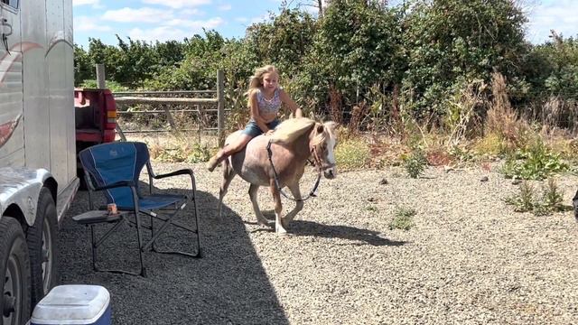 Skipper 6 yr old miniature gelding ￼ смотреть онлайн