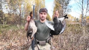 ОХОТА НА ТЕТЕРЕВА С ПОДХОДА. ДОБЫЛ УТОК ПО ПУТИ. ЧИСТКА ПТИЦЫ. ОСЕННЯЯ ОХОТА.