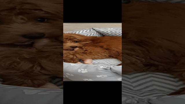 Энди - Петербургская орхидея