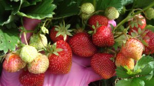 КАК  РАЗМНОЖИТЬ КЛУБНИКУ  ДЕЛЕНИЕМ КУСТА (РОЖКАМИ).