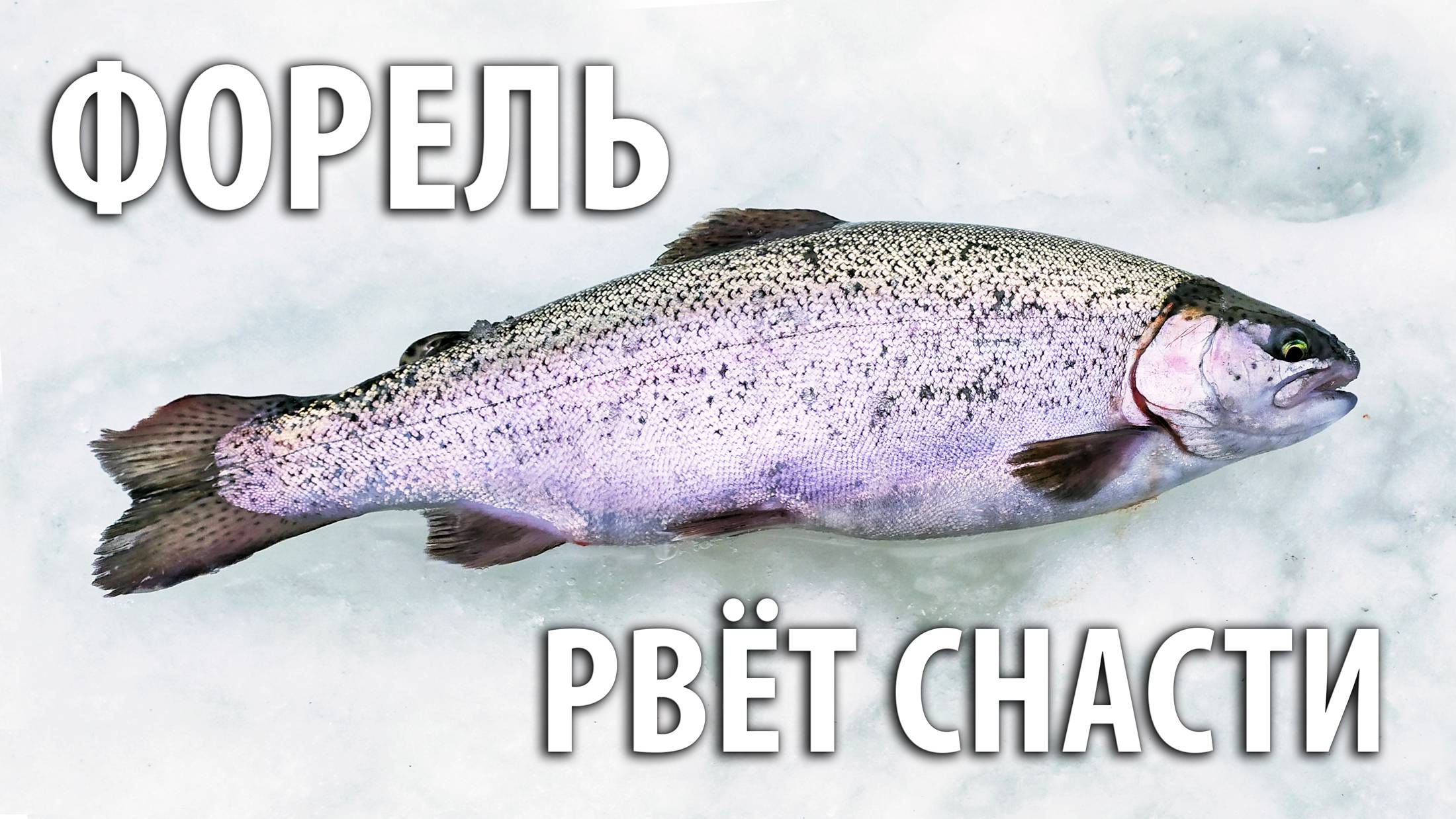 Форель рвет снасти! Ловля на поставушки. Зимняя рыбалка на платнике со льда. смотреть онлайн