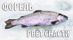 Форель рвет снасти! Ловля на поставушки. Зимняя рыбалка на платнике со льда.