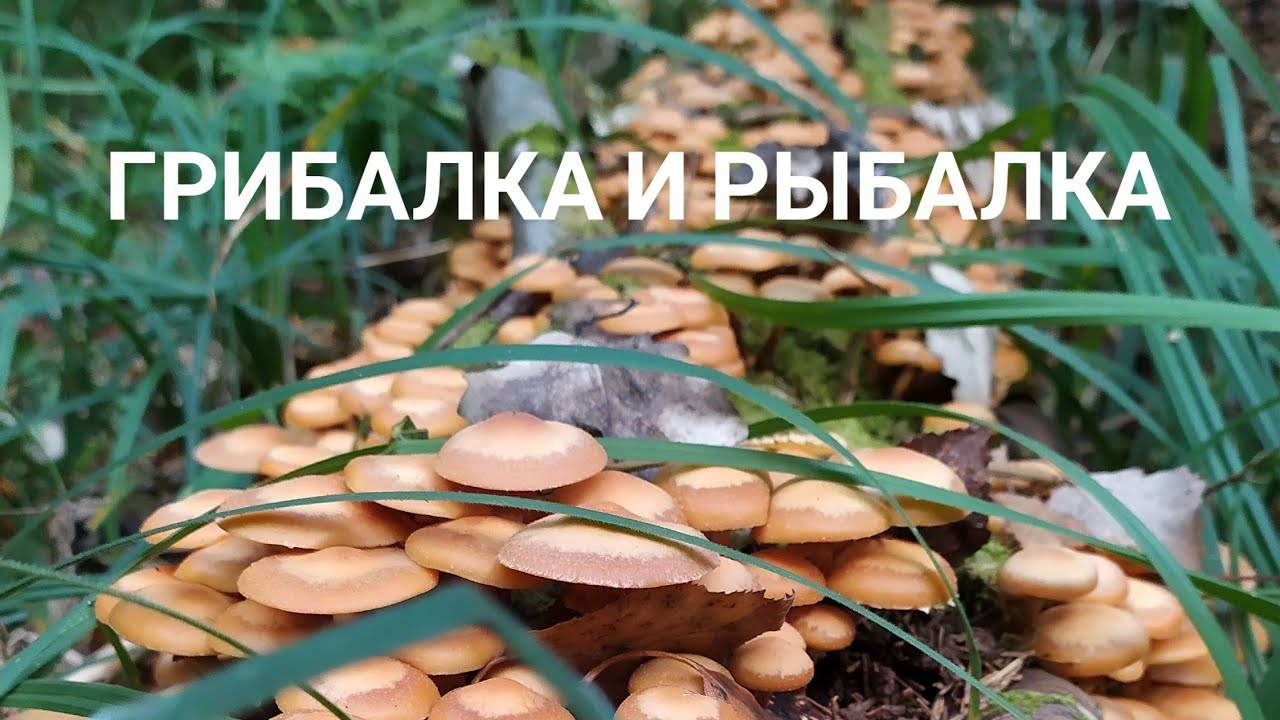 Осенний сезон. Грибалка и рыбалка. Отдых на природе. смотреть онлайн