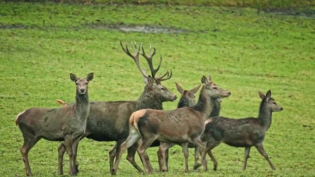 Всем доброго утра и хорошего дня! смотреть онлайн