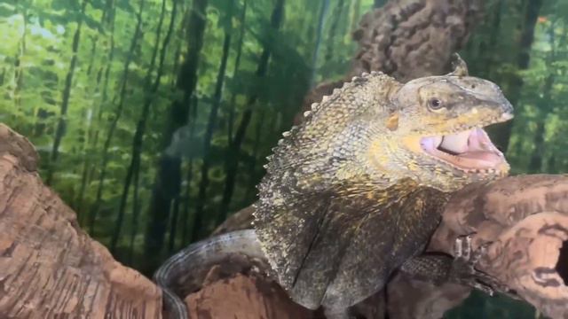 ȘOPARLA CU GULER - reptila care seamănă cu un dragon смотреть онлайн