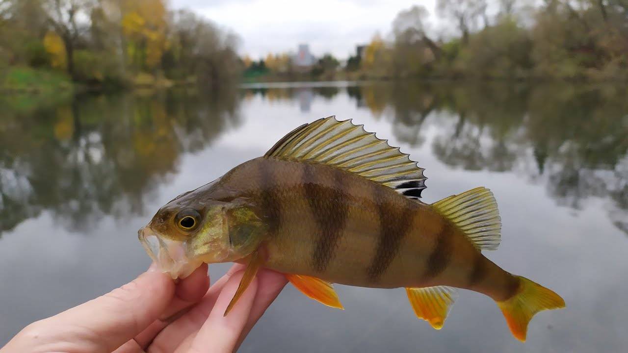 Осенний окунь радует поклёвками! Рыбалка в Подмосковье. смотреть онлайн