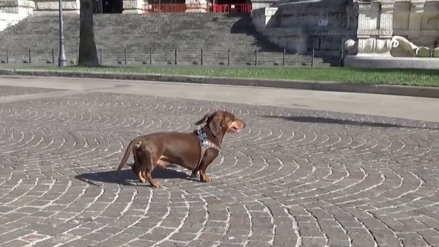 IL PALAZZACCIO, le sue fontane, Piazza Cavour, la bicicletta. Video by Domenico Tota смотреть онлайн