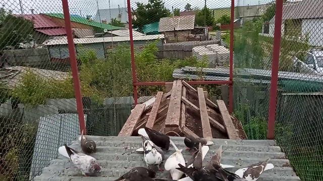 Обзор привезенных голубят от Виктора Кузнецова. Олег Костяков. смотреть онлайн