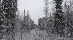 Охота на РЯБЧИКА с МЕЛКАШКОЙ(выстрел через ветки)