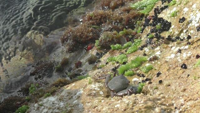 Как и что едят крабы. Из жизни крабов смотреть онлайн