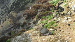 Как и что едят крабы. Из жизни крабов