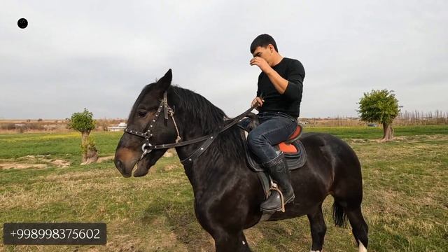 BEYBARS SOTILADI! TOSHKENT VILOYATIDA OT SOTILADI! ONLINE OT смотреть онлайн