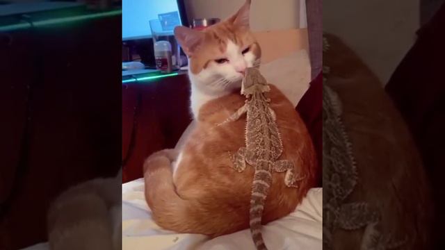 Все любят котиков смотреть онлайн