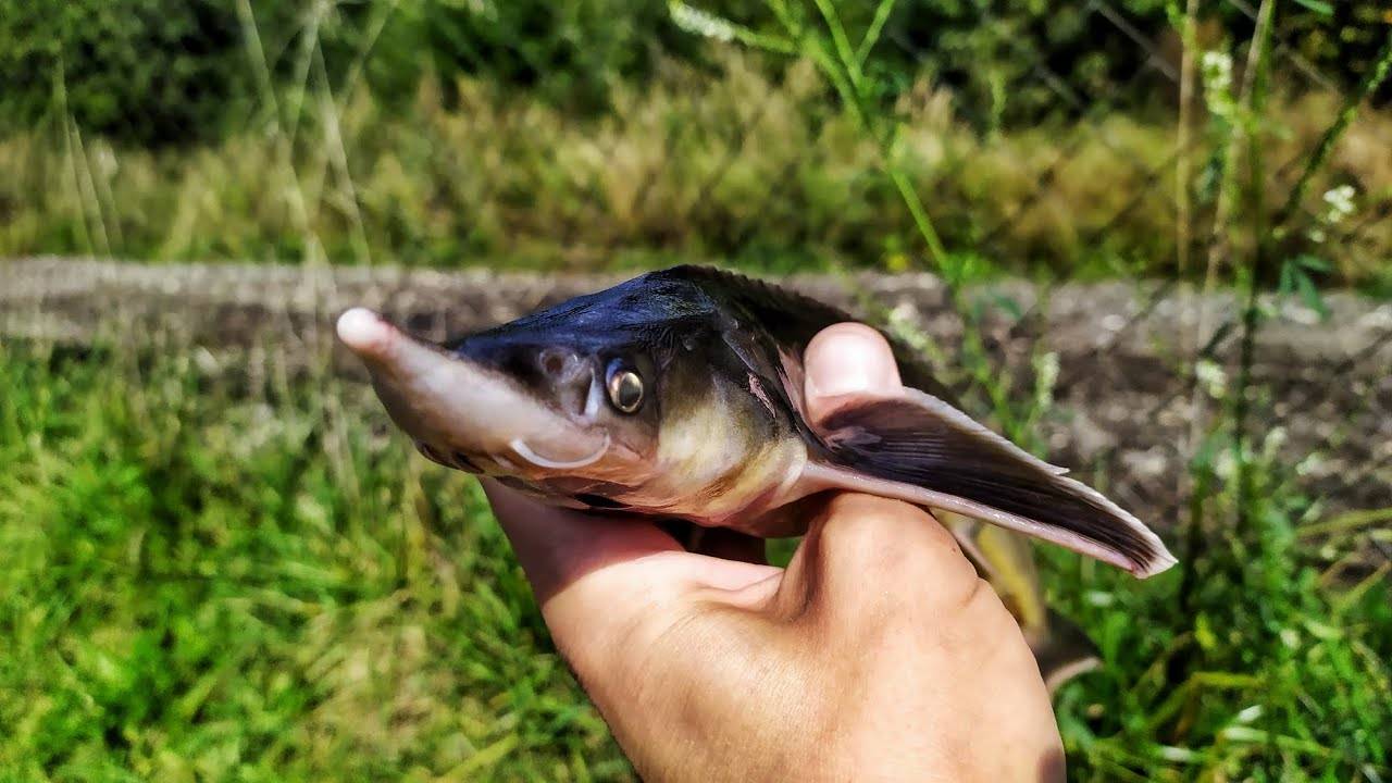 ШОК! Пруд в Селятино вышел из берегов! Но стерлядь клюёт! Весенняя рыбалка. смотреть онлайн