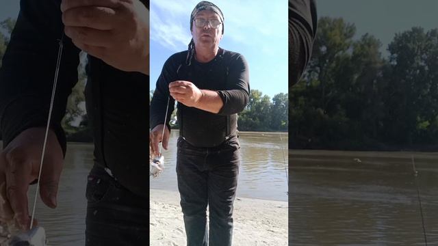 Ловлю Сазанчика на Донку. смотреть онлайн