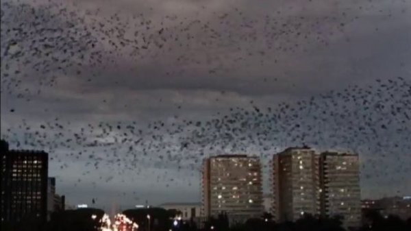 Spiller - Pigeonman's Revenge (OFFICIAL)