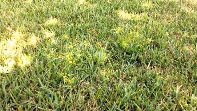 Nutsedge | Nut Grass Identification смотреть онлайн