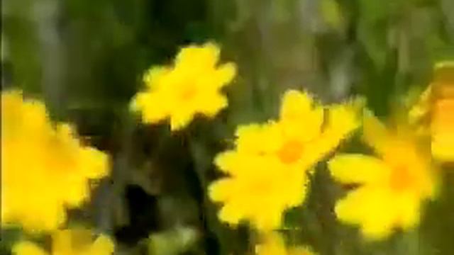 TVC Adaptation - Osmocaote - via Tony Richardson Advertising смотреть онлайн