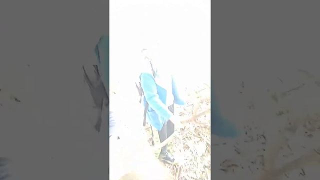 мистика возле леса смотреть онлайн