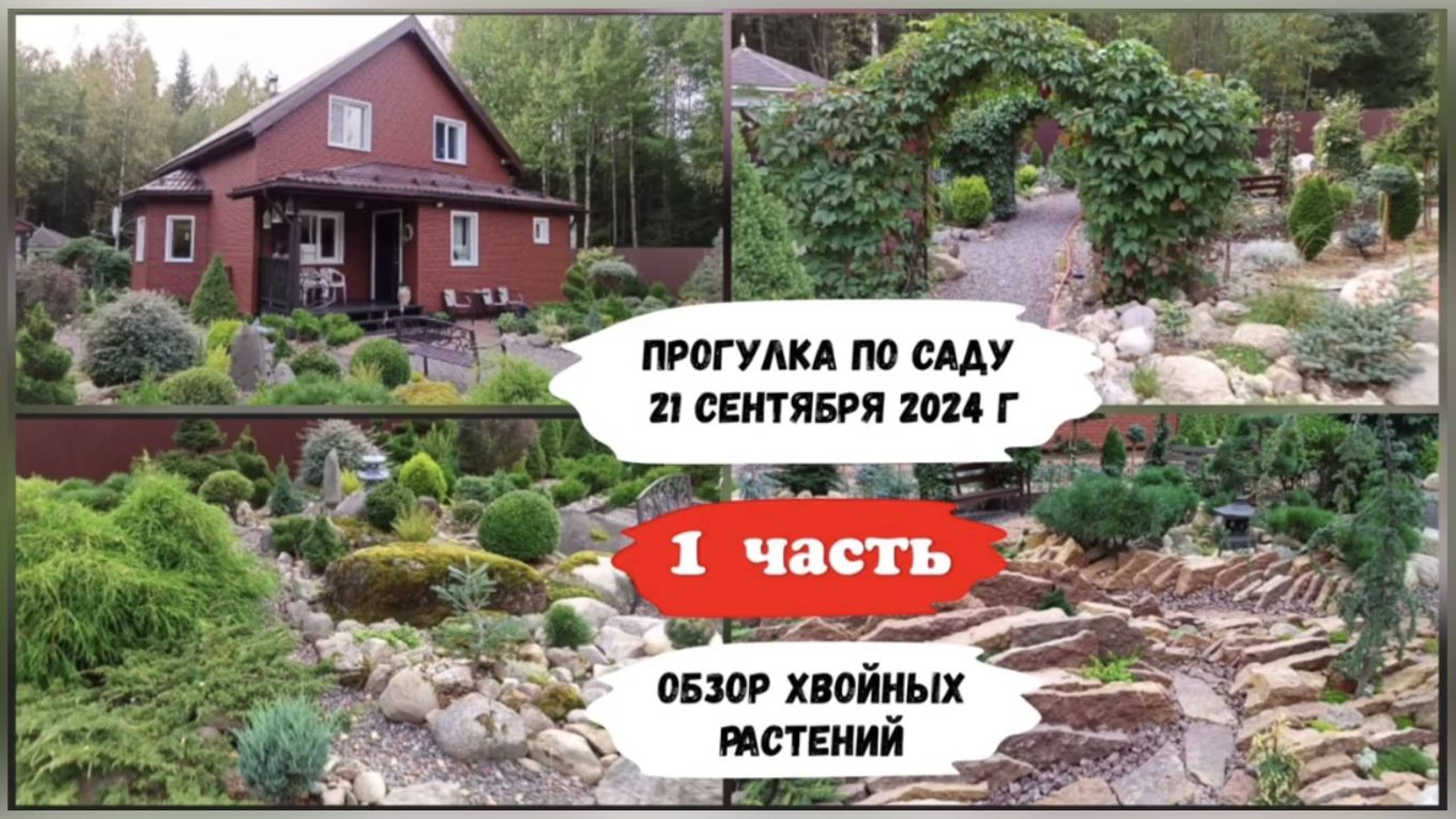 Прогулка по саду 21 сентября 2024 г. ( 1 часть ) Обзор хвойных растений. смотреть онлайн