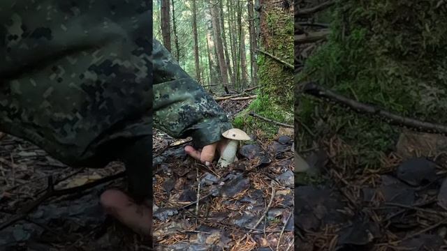 САМЫЕ НЕОБЫЧНЫЕ БЛАГОРОДНЫЕ ГРИБЫ СЕЗОНА 2024 смотреть онлайн