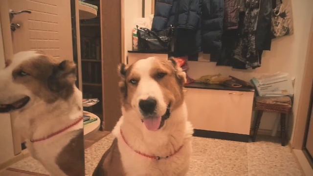 Золотой мальчик смотреть онлайн