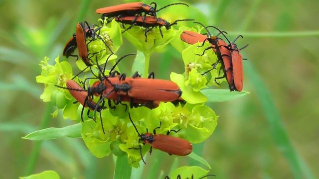 Краснокрыл алый ( Lygistopterus sanguineus ) смотреть онлайн