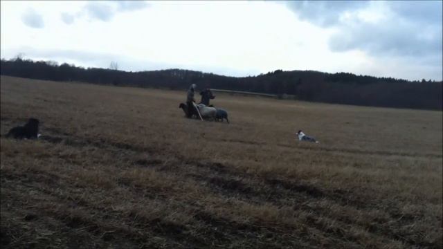 First time herding смотреть онлайн