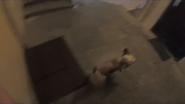 Фиджи, часть 1