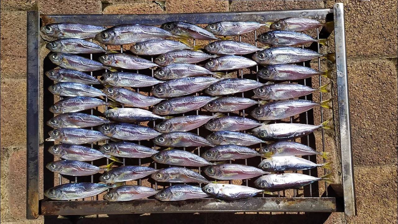 Рыбалка на Черном море. Ловля ставриды у берегов Сочи, Лазаревское. смотреть онлайн